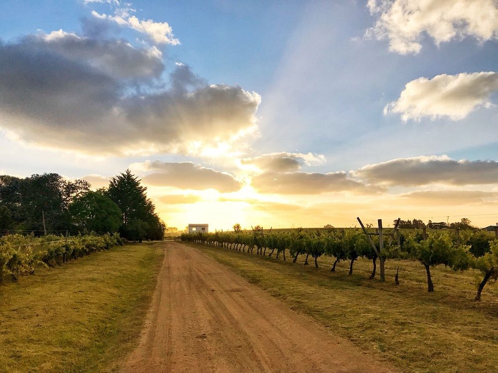 WINE TOUR - BODEGA PABLO FALLABRINO
